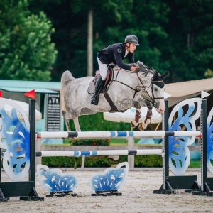 Horse for sale: Pure Grey Goose - 