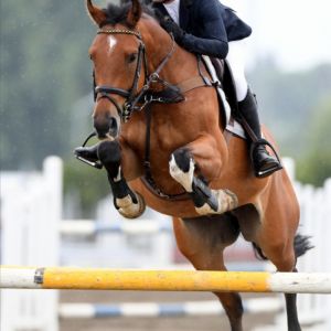 Horse for sale: SUPER COMPETITIVE SCOPEY HORSE 