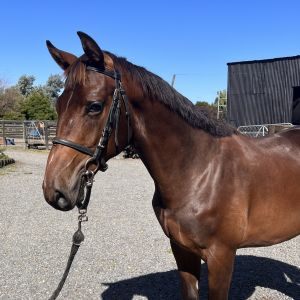Horse for sale: BEAUFIELDS FINE LINE - FINN