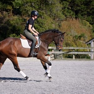 Horse for sale: SUPER STAR BREEDING AND POTENTIAL