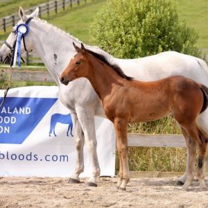 Award winning warmblood foal 