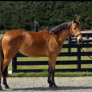 Horse for sale: Big 2yr Gelding by Holiday v/d N Ranch
