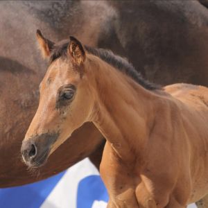 2023 NZ Warmblood Association Champion Eventing Colt