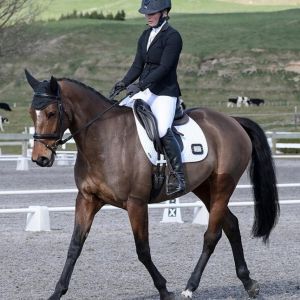 Horse for sale: Talented Warmblood Mare 