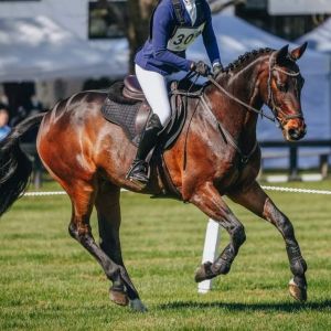 Horse for sale: Superstar Allrounder WB Gelding