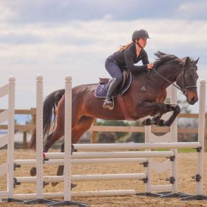Horse for sale: Stunning versatile mare