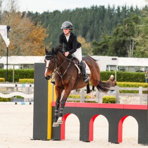 Horse for sale: Talented TB Jumper