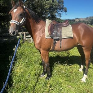 Horse for sale: Miss Lola (LH Lalabye)