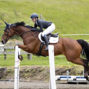 Horse for sale: Competitive Versatile Schoolmaster