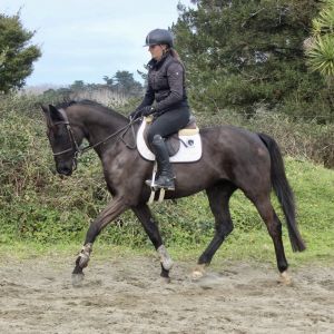 Horse for sale: Georgia Lawrie Equestrian