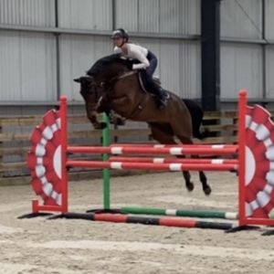 Horse for sale: Top showjumping/eventing potential