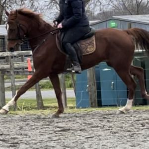 Horse for sale: Stunning Mare by Chacco Silver