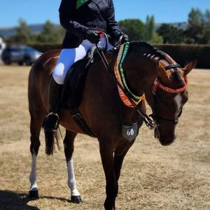 Horse for sale: Exceptional All Rounder Mare 