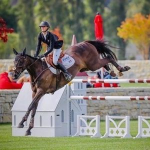 Horse for sale: Grand Prix & Young Rider School Master
