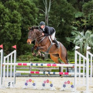 Horse for sale: Jumping Schoolmaster & Confidence builder