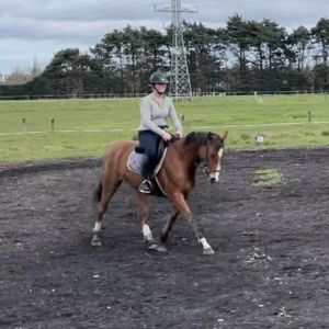Horse for sale: 5yr old Double J Repicharge mare 