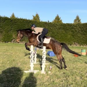Horse for sale: 5yr old Mongolian Khan Mare 