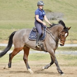 Horse for sale: Ultimate All-Rounder, YR, PA