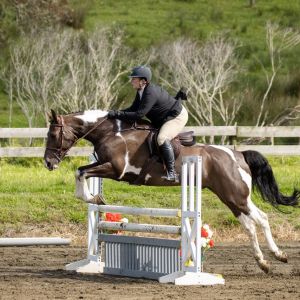 Horse for sale: Show Hunter Specialist