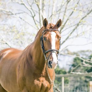 Horse for sale: CARTELLO GNZ 