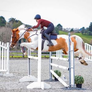 Horse for sale: Serious Competitive Schoolmaster