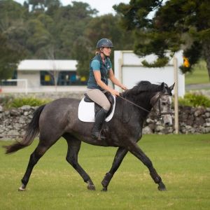 Horse for sale: Waitangi Connection