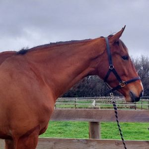 Horse for sale: Big Zirrock Xtreme x Indoctro Gelding 