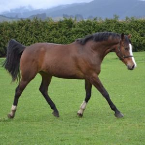 Horse for sale: Global PH Kingston