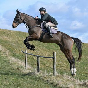 Horse for sale: Ultimate all rounder 