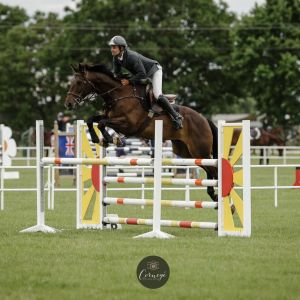 Horse for sale: Fantastic Young Rider Prospect
