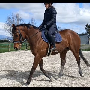 Horse for sale: Gorgeous Freddie 