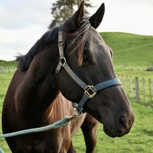 Horse for sale: Cute Project 
