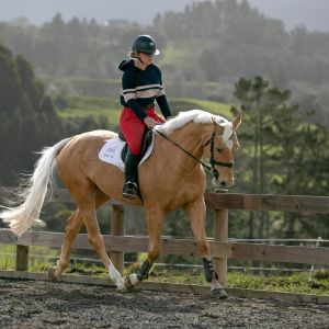 Horse for sale: Talented and Gorgeous