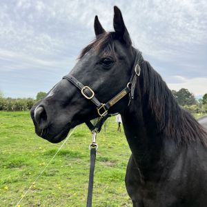 Horse for sale: Broodmare Black Beauty