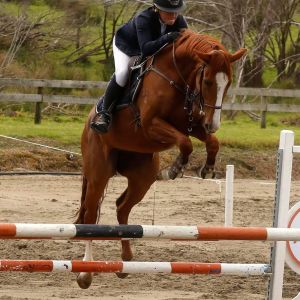 Horse for sale: Superstar for a steal