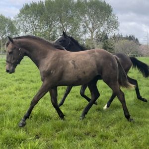 Horse for sale: ZF Chacco Queen