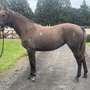 Horse for sale: ZF Chacco Queen