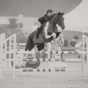 Horse for sale: Talented all rounder 