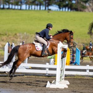 Horse for sale: Eventing/SJ Super Star of the Future
