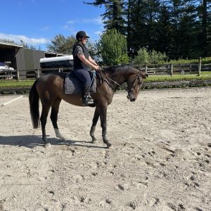 Horse for sale: ES Diamant B Filly