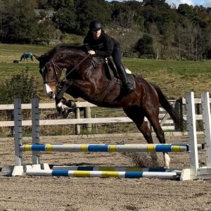 Horse for sale: 16.2hh 5yo Safe and Alrounder TB