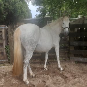 Horse for sale: Kabo Can Do