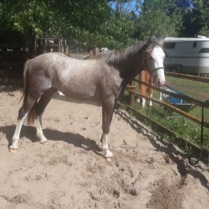 Horse for sale: Kabo Can Do- Another one