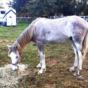 Horse for sale: Kabo Rico PURPOSEBRED NZ SPORTHORSE