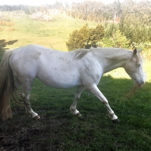 Horse for sale: Kabo JK  BROODMARE 2 for the price of 1