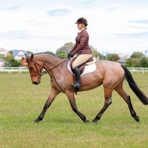 Horse for sale: Up & Coming Allrounder 