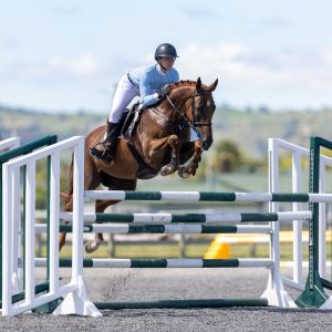 Horse for sale: MURPHY'S LAW - QUALITY TB