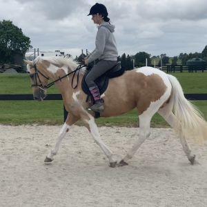 Horse for sale: Stunning Palomino Pinto 5yr Old Mare