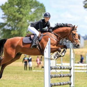 Horse for sale: Perfect first horse/ All rounder 