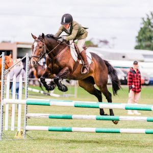 Horse for sale: A COMPETITIVE JUMPING PROSPECT 